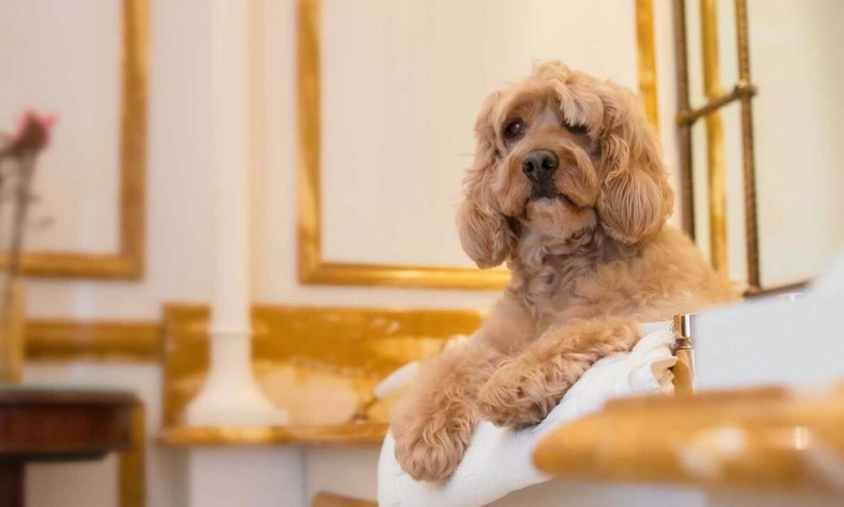 Good Spa Guide Dog friendly spa hotels