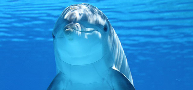 Dolphin 203875 640