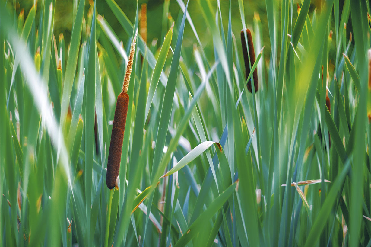 Reeds
