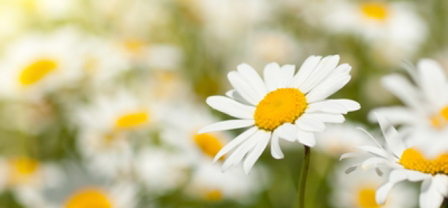 Daisy