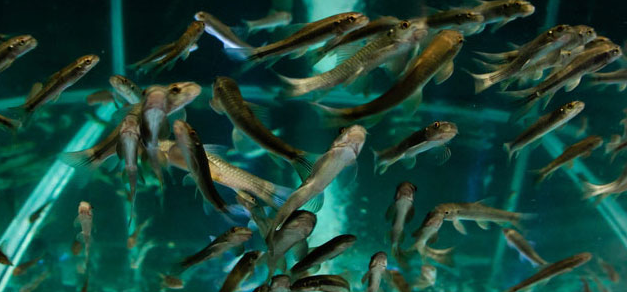 Fishes