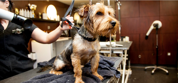 Petspa