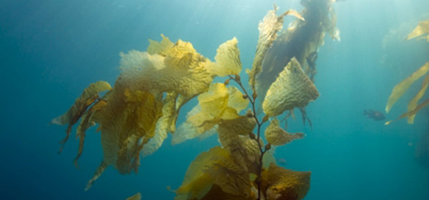 Seaweed