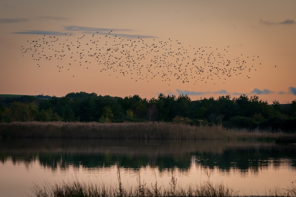 Starling murmuration credit to Mike Elliot photography