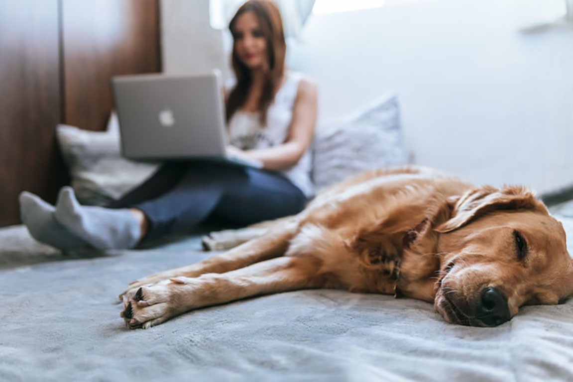 Woman with laptop in bed