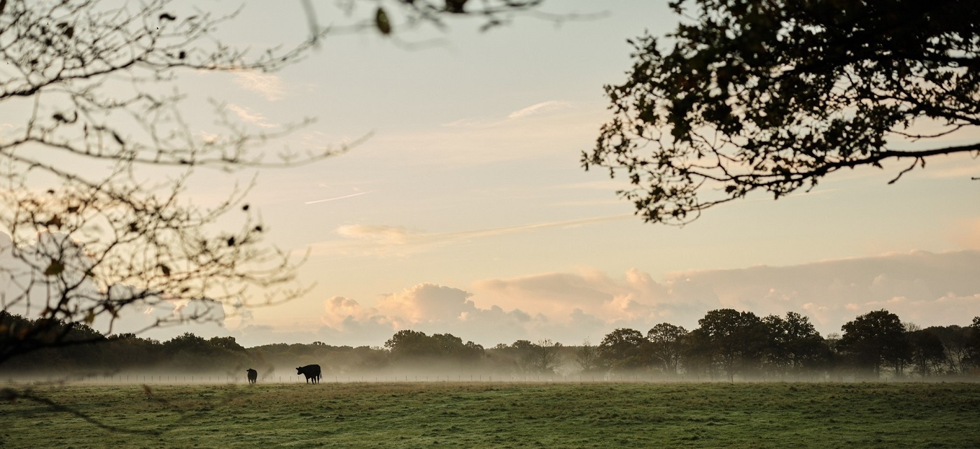 Green Farm Spa Cows in the Field Misty slim