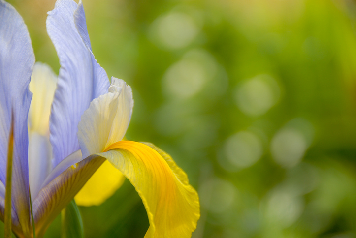 Botanicals iris