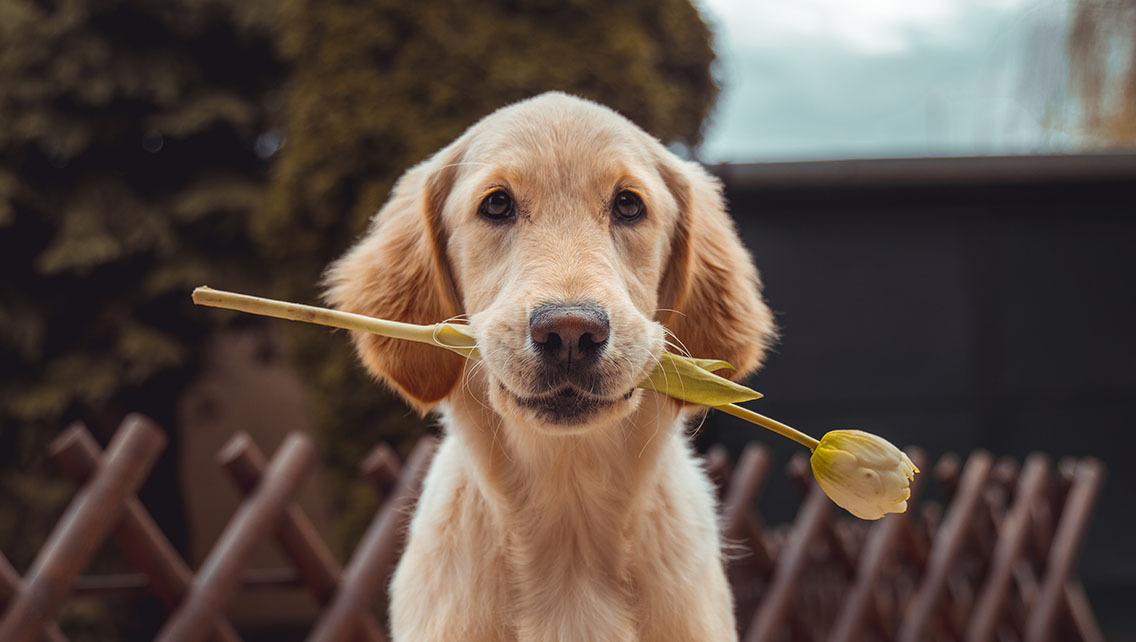 Cute dog