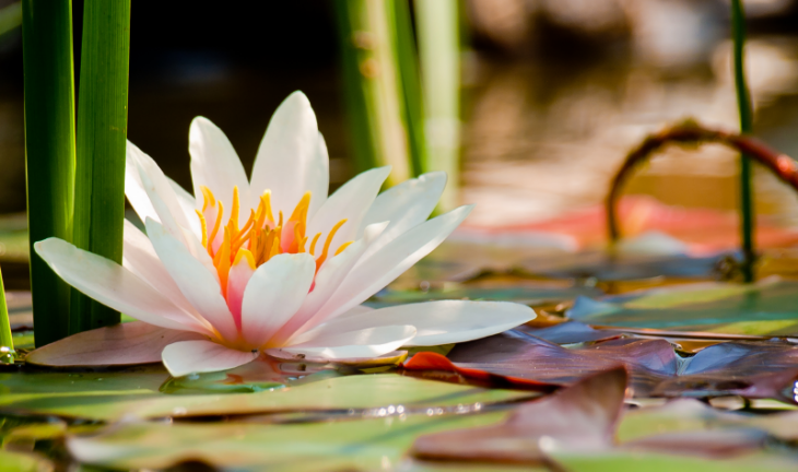 Tranquil